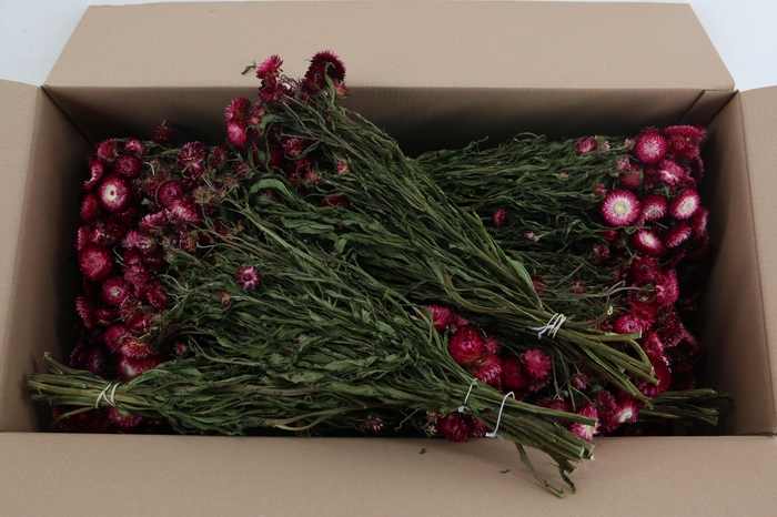 <h4>DF Helichrysum Bs Pink</h4>
