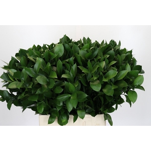 RUSCUS HYPOPHYLLUM