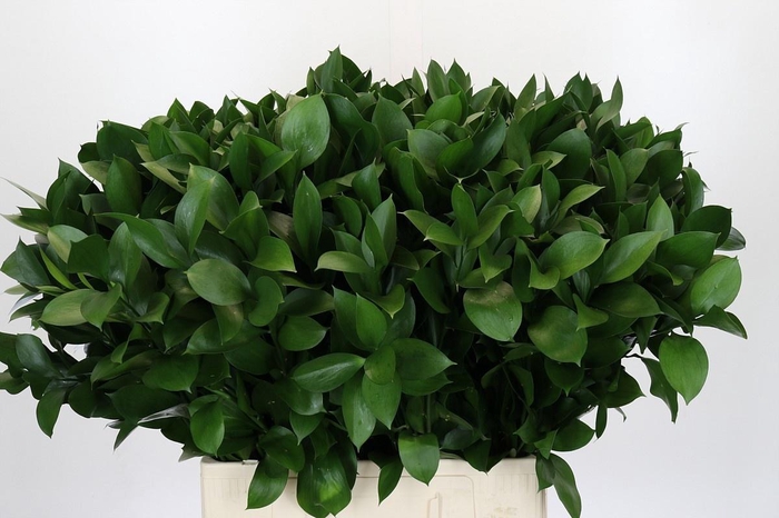 <h4>RUSCUS HYPOPHYLLUM</h4>