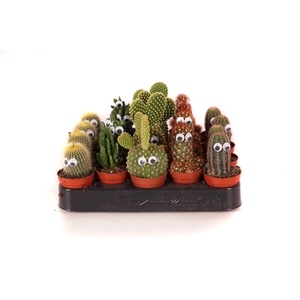 Cactus 5,5 cm met ogen