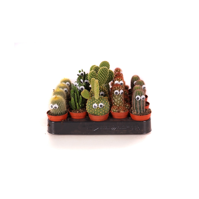 <h4>Cactus 5,5 cm met ogen</h4>