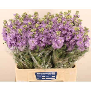 MATTH FIGARO LAVENDE