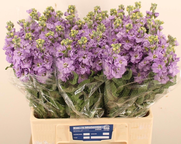 <h4>MATTH FIGARO LAVENDE</h4>