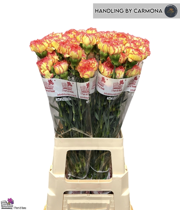 <h4>DI ST BOIRO</h4>