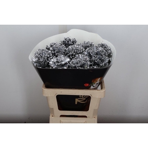 Brassica (fr) Wx Zilver