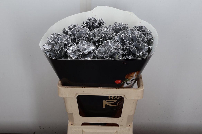 <h4>Brassica (fr) Wx Zilver</h4>