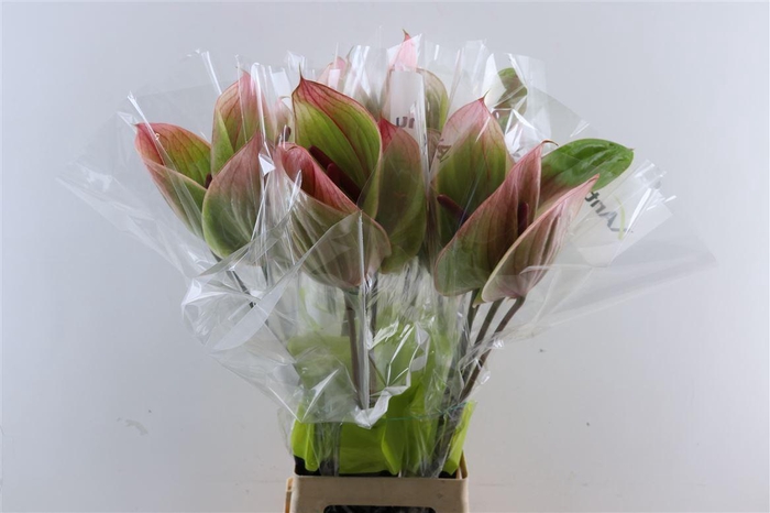 <h4>Anth A Peruzzi</h4>