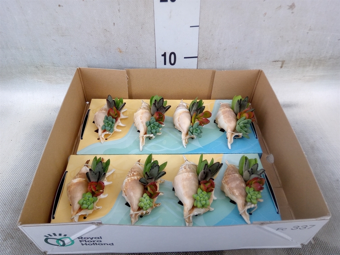<h4>Planten  ..in schelp L%</h4>