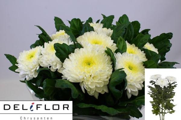 <h4>CHR G ZEMBLA</h4>