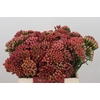 Kaaps Groen Red Brunia