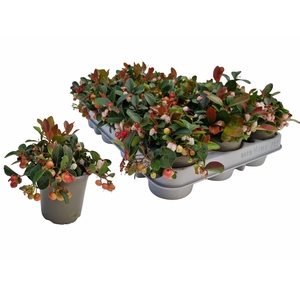 GAULTH PROCUMBENS