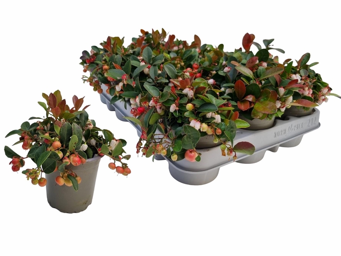 <h4>GAULTH PROCUMBENS</h4>