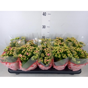 Kalanchoe blos. 'RosDon Alano'