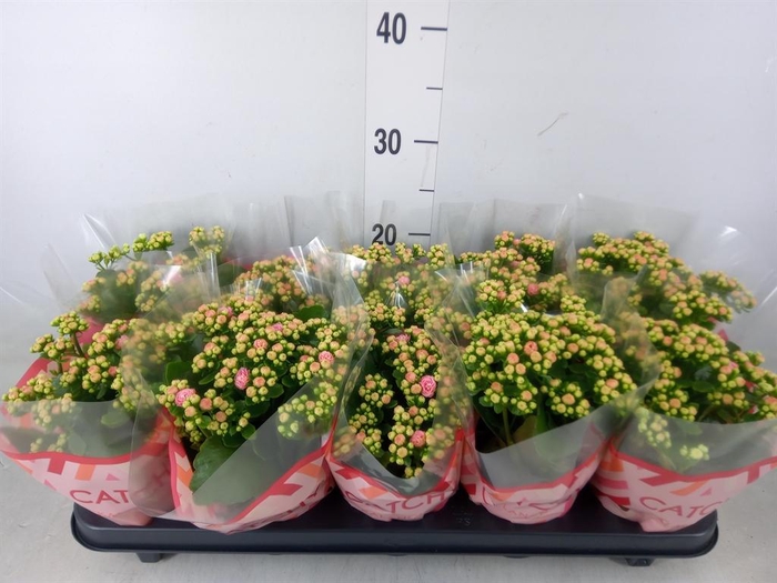 <h4>Kalanchoe blos. 'RosDon Alano'</h4>