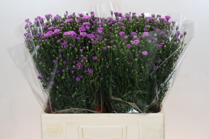 <h4>Aster Casarosa</h4>