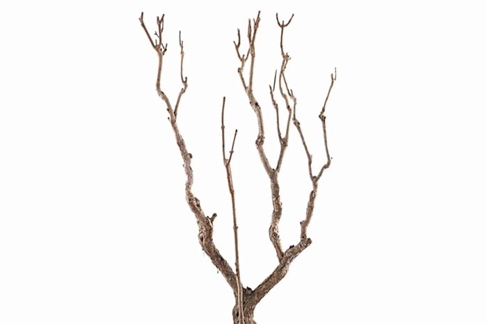 <h4>Syringa Branch Extra Monteverdi</h4>