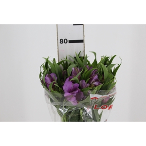ALSTROEMERIA FLORENTINA 080 CM