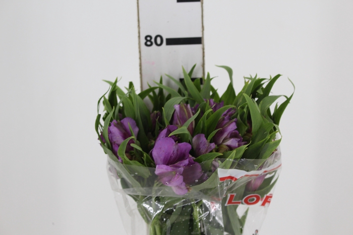 <h4>ALSTROEMERIA FLORENTINA 080 CM</h4>