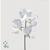 Lathyrus od white