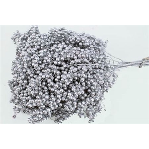 SCHINUS M PT SILVER BUNCH H%