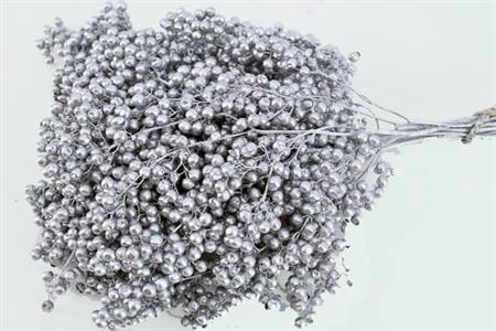 <h4>SCHINUS M PT SILVER BUNCH H%</h4>