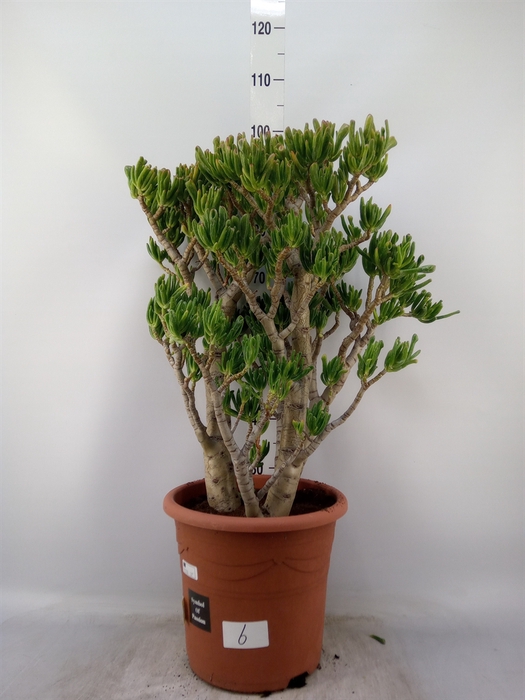 <h4>Crassula ovata 'Hobbit'</h4>