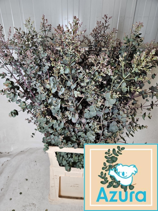 <h4>EUCA GU AZURA</h4>