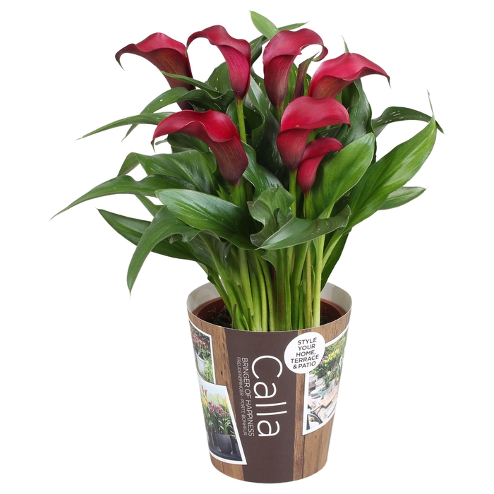 <h4>Zantedeschia Allure Calla rood met outdoor potcover</h4>