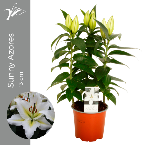<h4>Lilium Sunny Azores 13 cm (or. lelie)</h4>