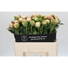 Paeonia Colonel Owen Cousins