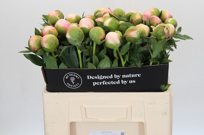 Paeonia Colonel Owen Cousins