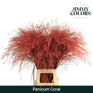 Siergras L90 Klbh. Koraal