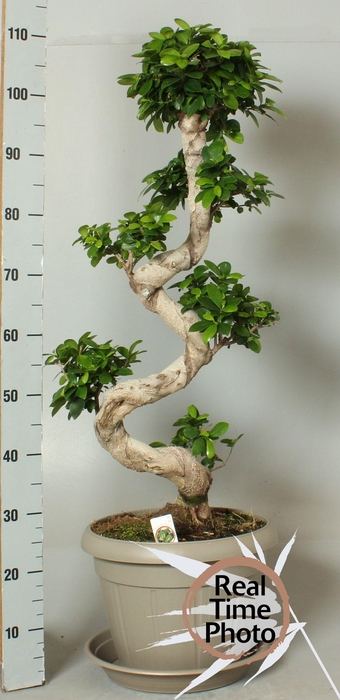 <h4>FIC MI GINSENG</h4>