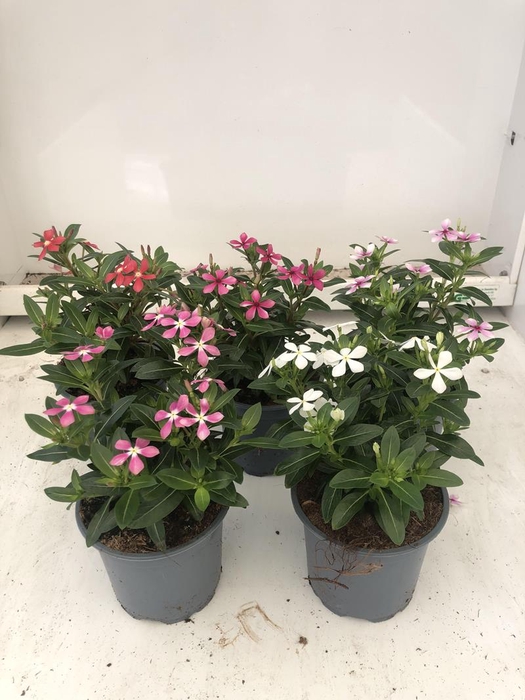 <h4>CATHARANTHUS ROSEUS P11</h4>