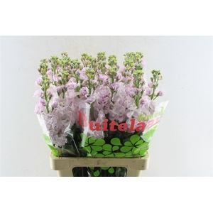 Matth Iron Light Pink