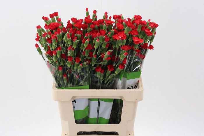 <h4>Di Solemio Symply Love X20 Funza</h4>