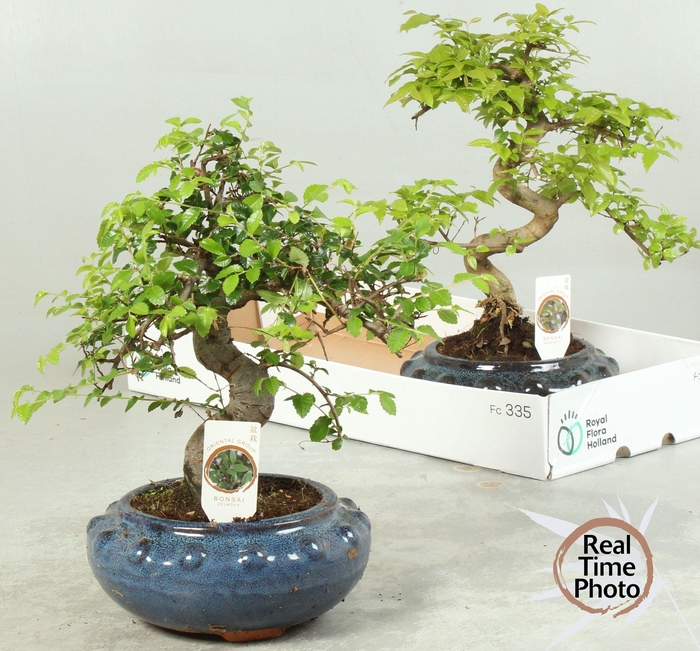 <h4>BONSAI GEM</h4>