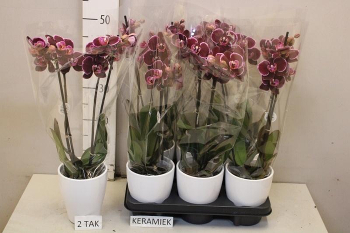 <h4>PHAL EL DEBORA</h4>