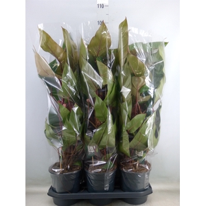 Philodendron  'Red Emerald'