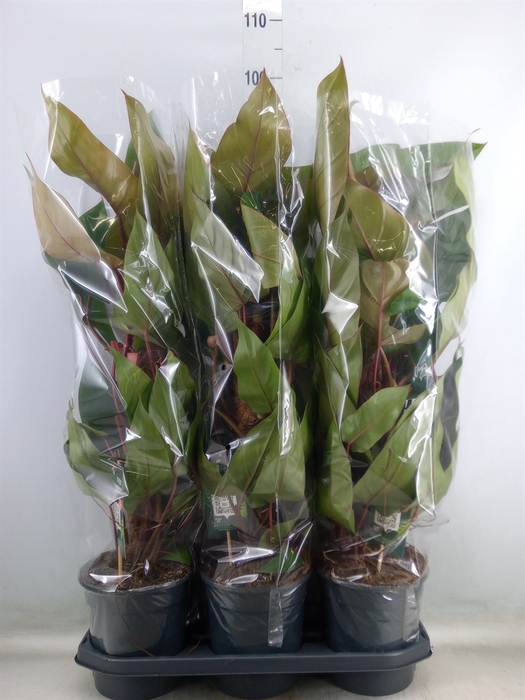 <h4>Philodendron  'Red Emerald'</h4>