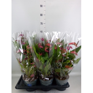 Anthurium andr. 'Pure Purple'