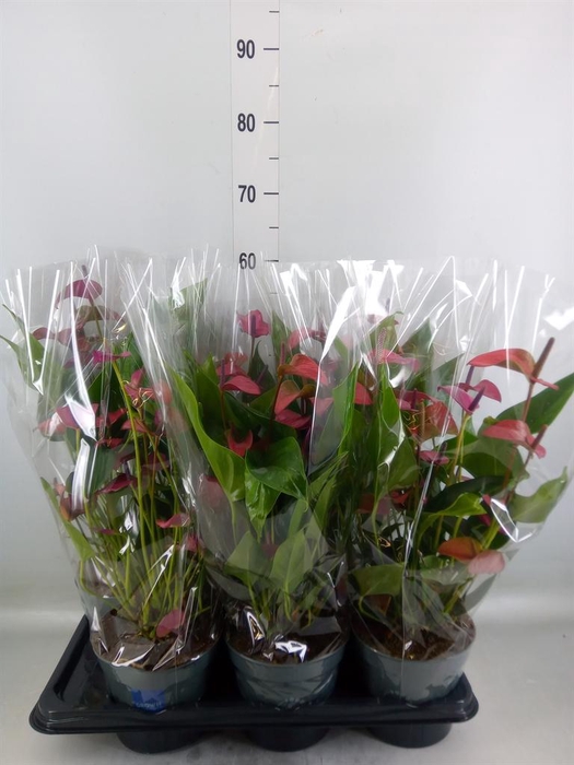 <h4>Anthurium andr. 'Pure Purple'</h4>
