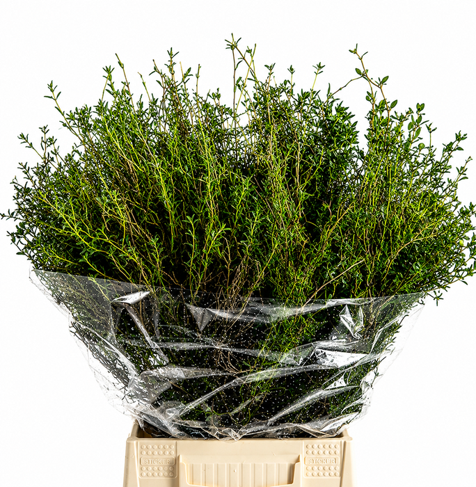 Spinosa