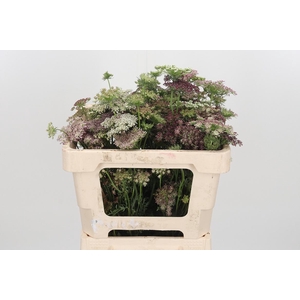 Daucus Carota