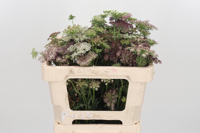 <h4>Daucus Carota</h4>
