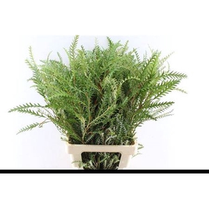 Grevillea Ivanhoe 70cm S A