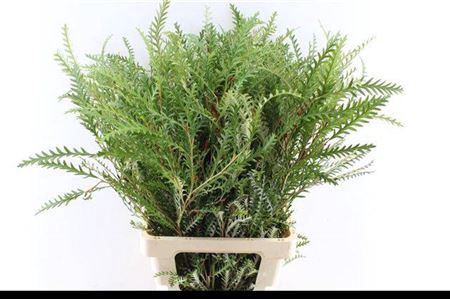 <h4>Grevillea Ivanhoe 70cm S A</h4>