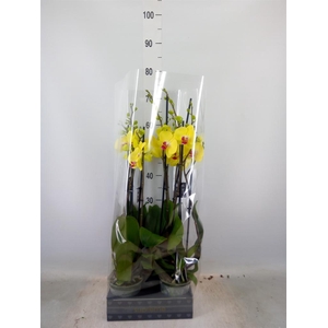 Phalaenopsis   ...yellow