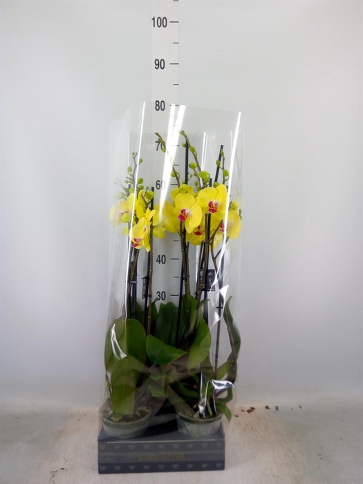 <h4>Phalaenopsis   ...yellow</h4>