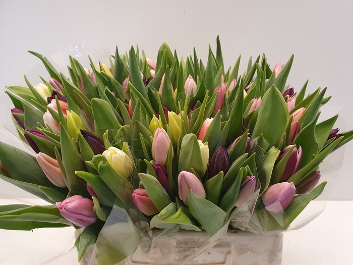 <h4>Mono Tulp Extra Pastel x 10 gemengd</h4>